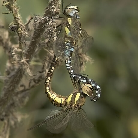 "parende" paardenbijters