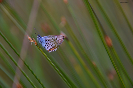 DSC_6436 Blauwtje.