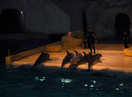 Dolfinarium 2