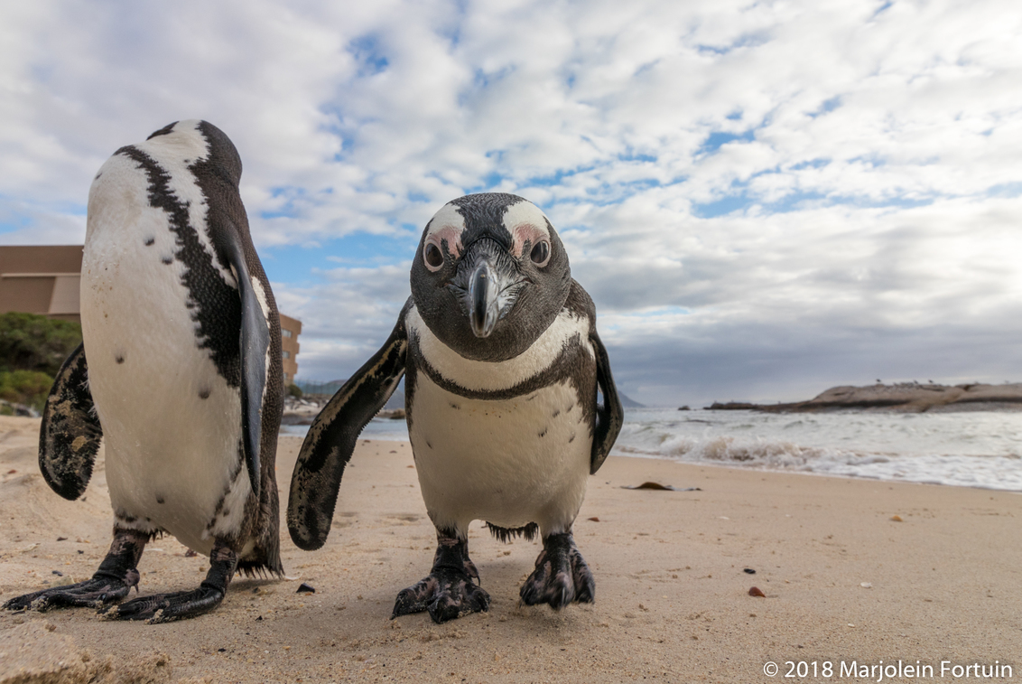 nul lucht marmeren Close-up Afrikaanse pinguïn - foto van MarjoleinF - Dieren - Zoom.nl