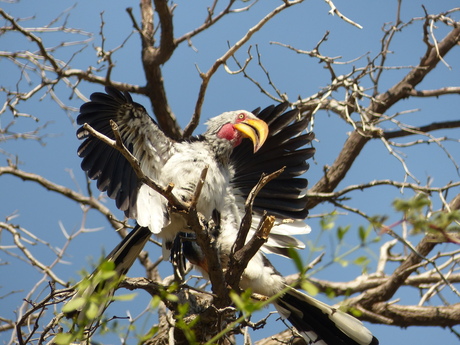 Hornbill in Namibië