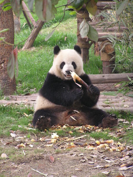 Reuzenpanda aan de lunch