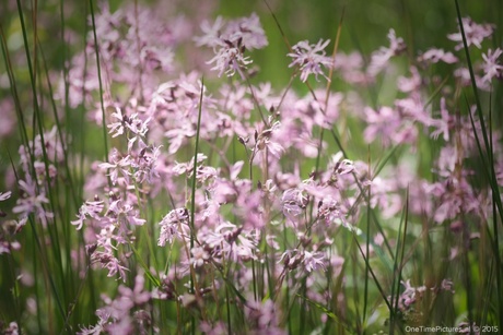 Wild Flowers