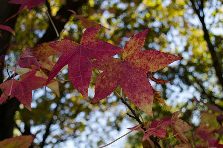 Mooie herfstkleuren