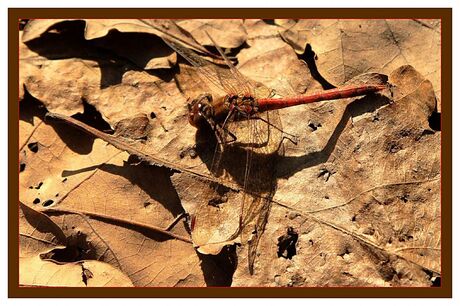 genieten op herfstblad