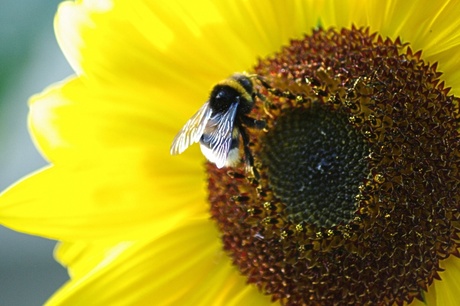 Bee on sunflower