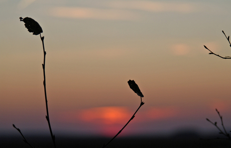 zonsondergang Dwingelderveld