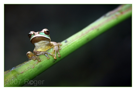 Tree frog