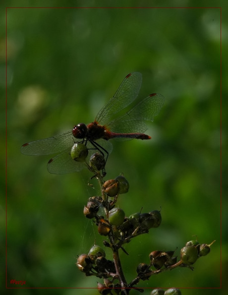 Steenrode heidelibel