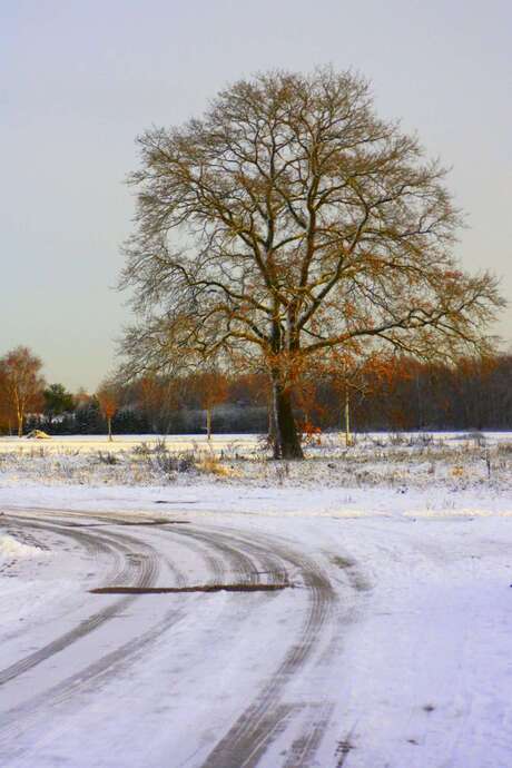 Landschap in winterlicht