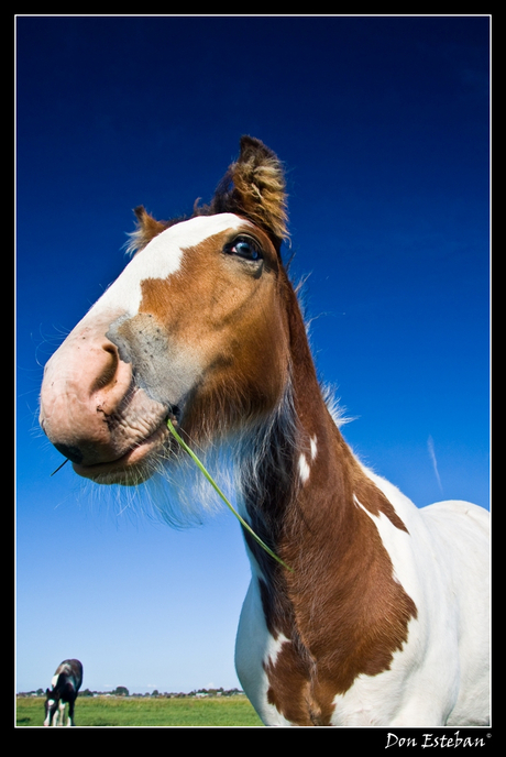 Lazy Cowhorse