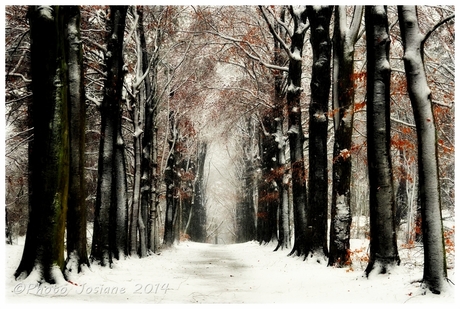 Sneeuw in het bos