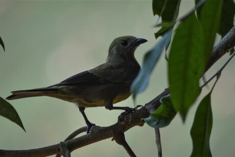 Palm Tanager (Tangara palmarum).