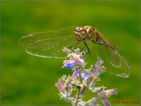 Steenrode Heidelibel