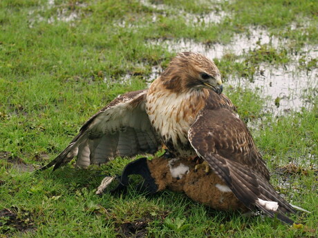 roofvogelshow