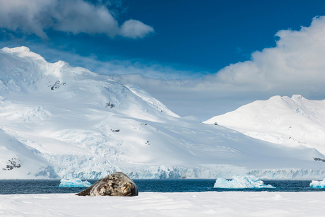 Weddell zeehond op Antarctica