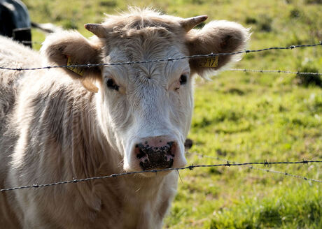 Oog in oog met nr 2917