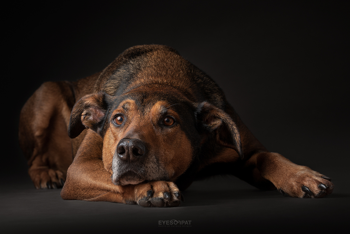 P I N C H - Wat is dit toch een prachtige hond om te fotograferen. Elke houding die hij aanneemt is even sierlijk en geeft een stukje van zijn lieve karakter pri - foto door EyesOnPat op 14-10-2019 - deze foto bevat: dieren, huisdier, hond, honden, dier, nikon, studio, huisdieren, herdershond, sigma, doberman, studiofotografie, doberman pinscher