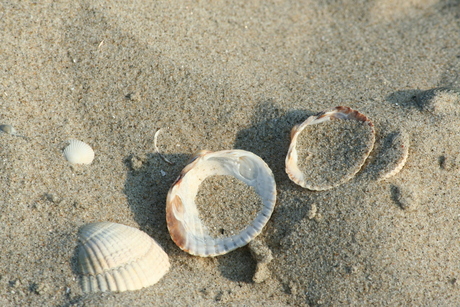 Shelpjes in het zand