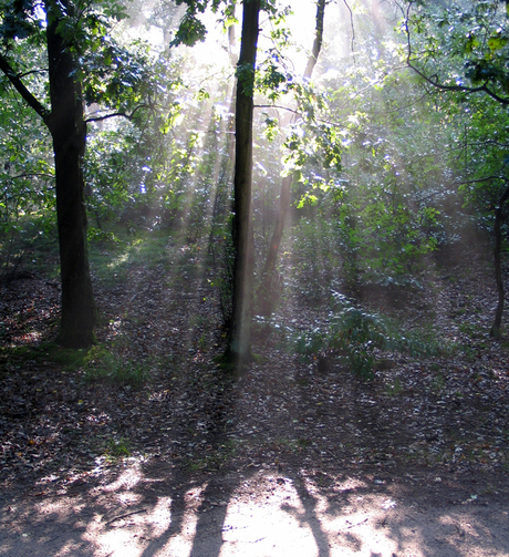 Zon door bomen