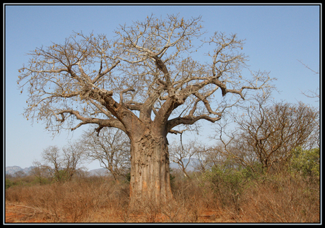 oude baobab