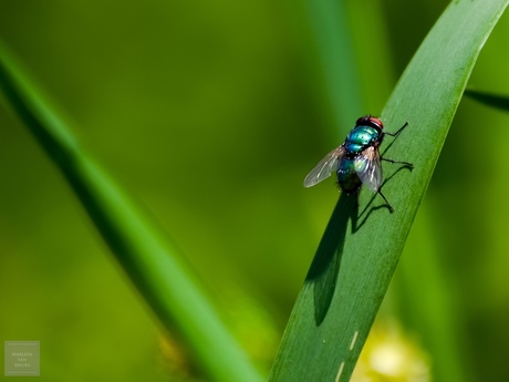 Groene Vleesvlieg