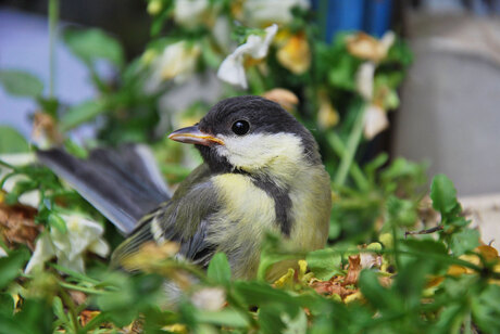 vogeltje