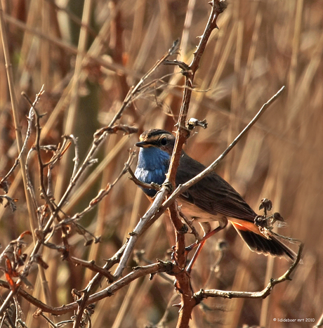 een mannen blauwborst----