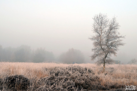 Dreaming on a winter day...