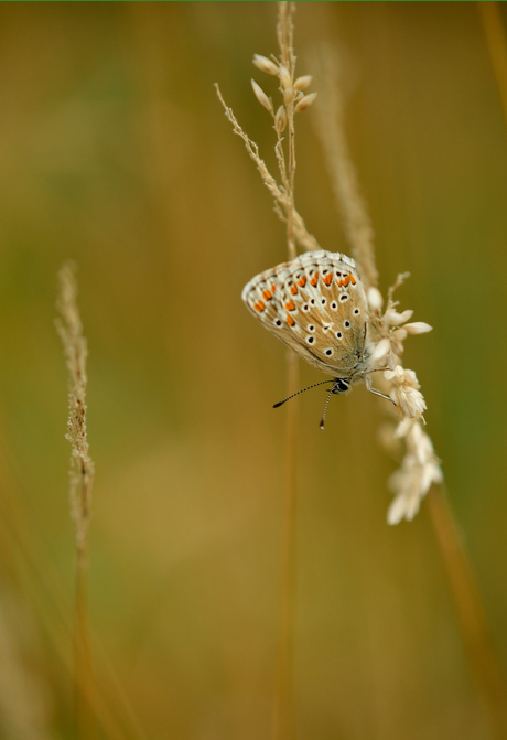 In de wind