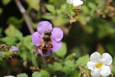 insect op bloem