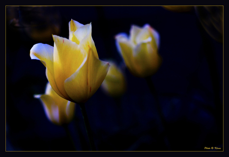 Tulp