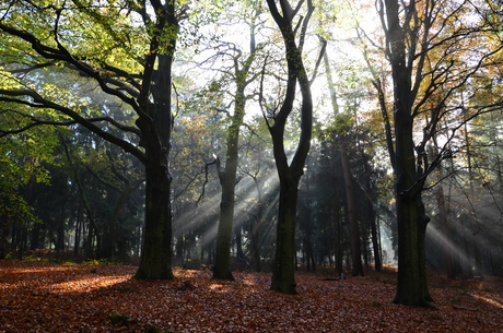 het mooie bos in de herfst