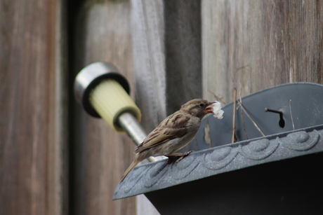 musje in de tuin