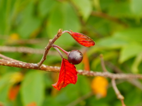 Herfst Besje