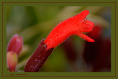 Trumpet in Red