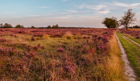 Onvermijdelijke heide.