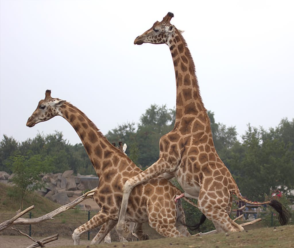 Giraffen - foto van fer68 - Dieren - Zoom.nl