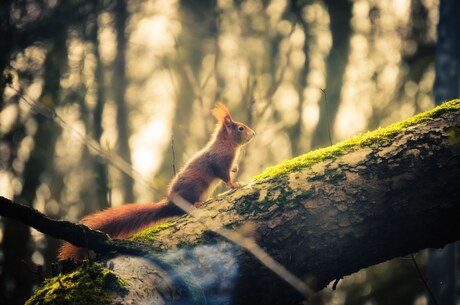 Geen interessante titel, wel een boomcavia.