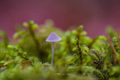 Litl mushroom on a big world