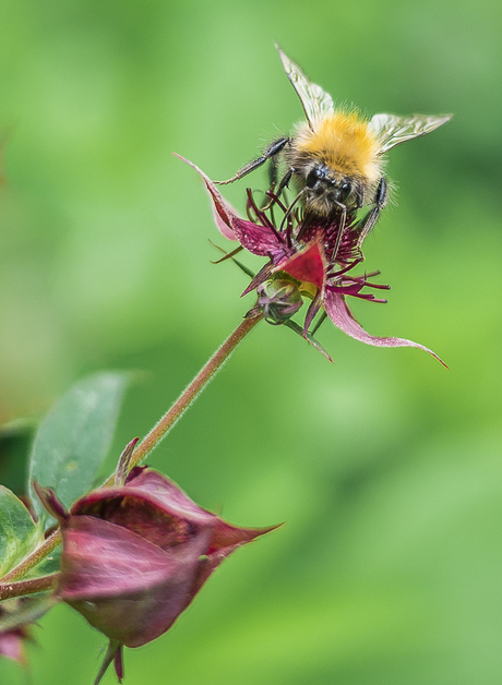 Hommel op wateraardbei..............2e winaar