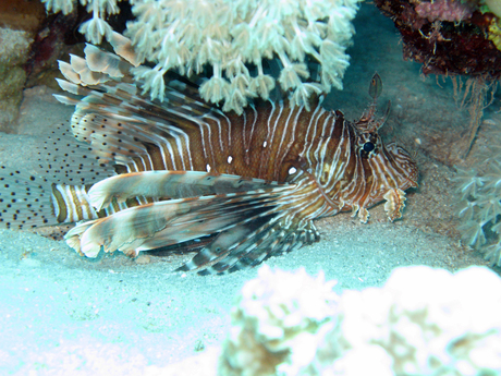 Lion Fish