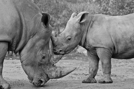 Rhino love