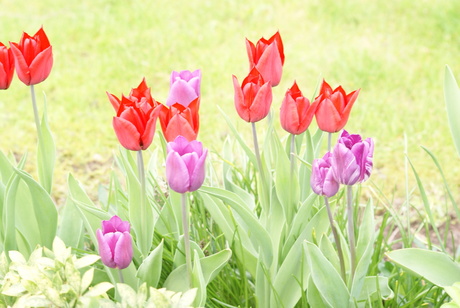 tulpen