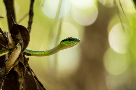 Parrot Snake