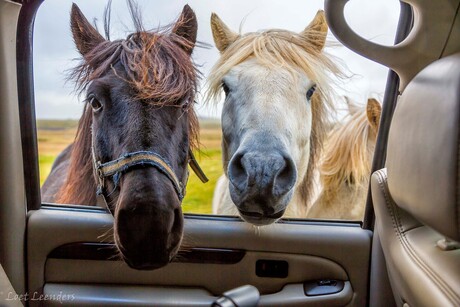 IJslandse paarden