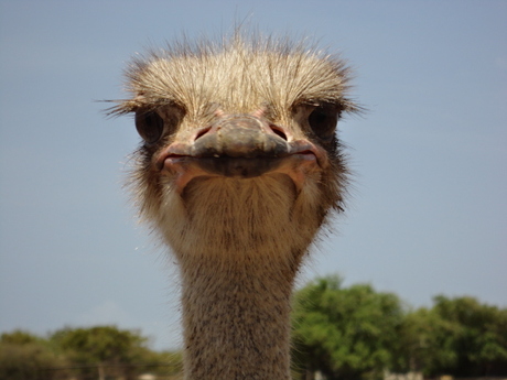 Struisvogelfarm Curacao