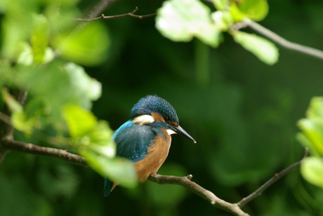 IJsvogel