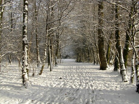 WINTER 24-12-2010 SPOREN IN DE SNEEUW