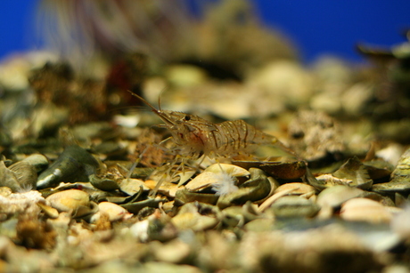 't is toch fucking niet garnaal??